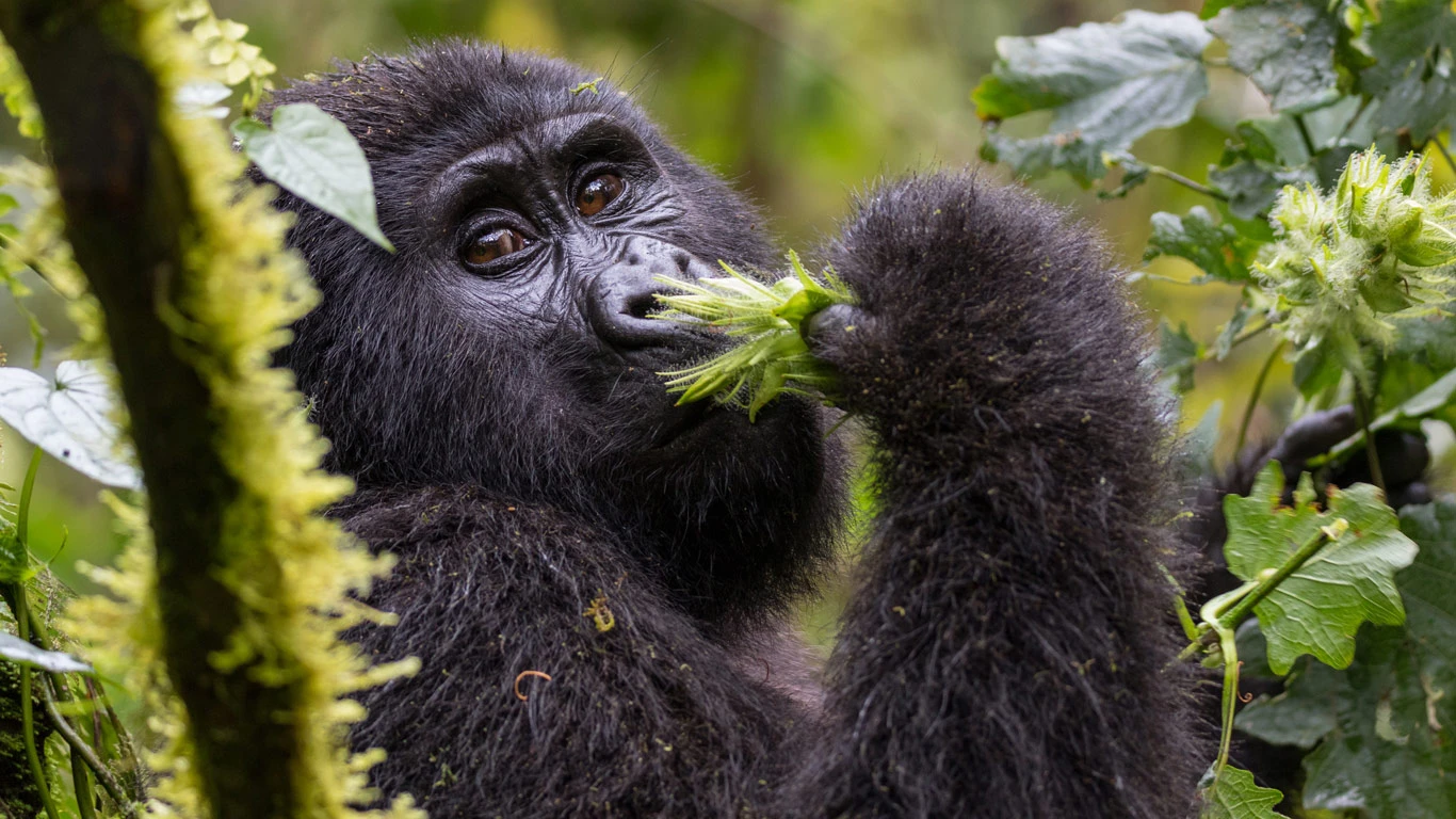 Gorillas in Uganda