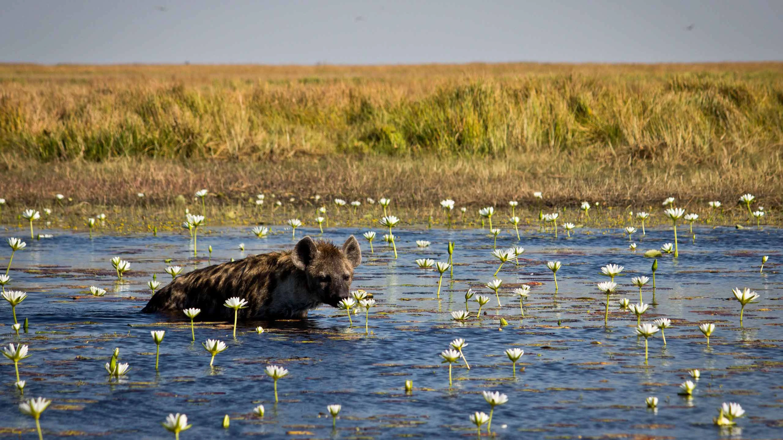 Hyena in Liuwa Plains in Zambia