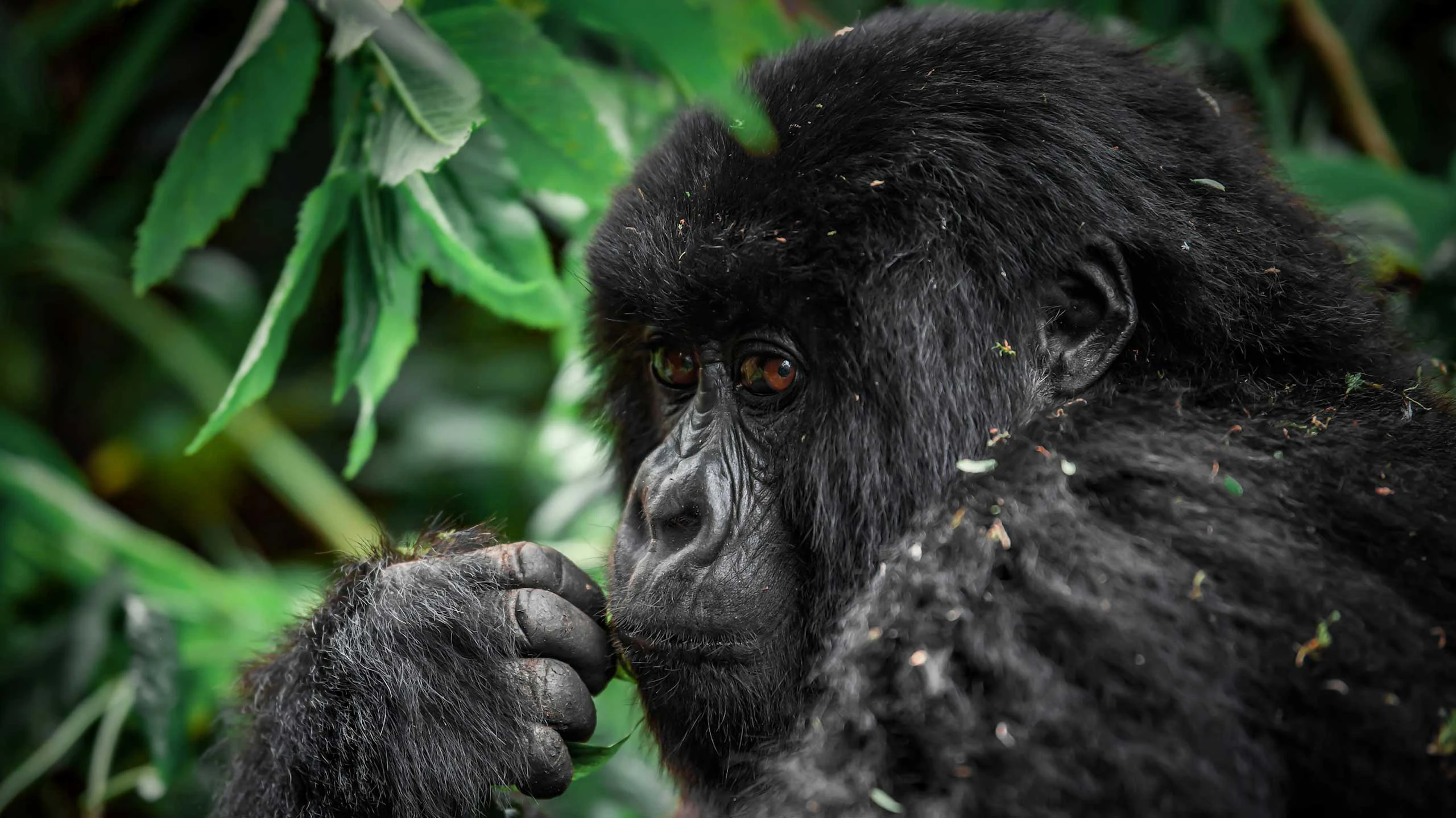 Mountain gorilla in Volcanoes National Park in Rwanda