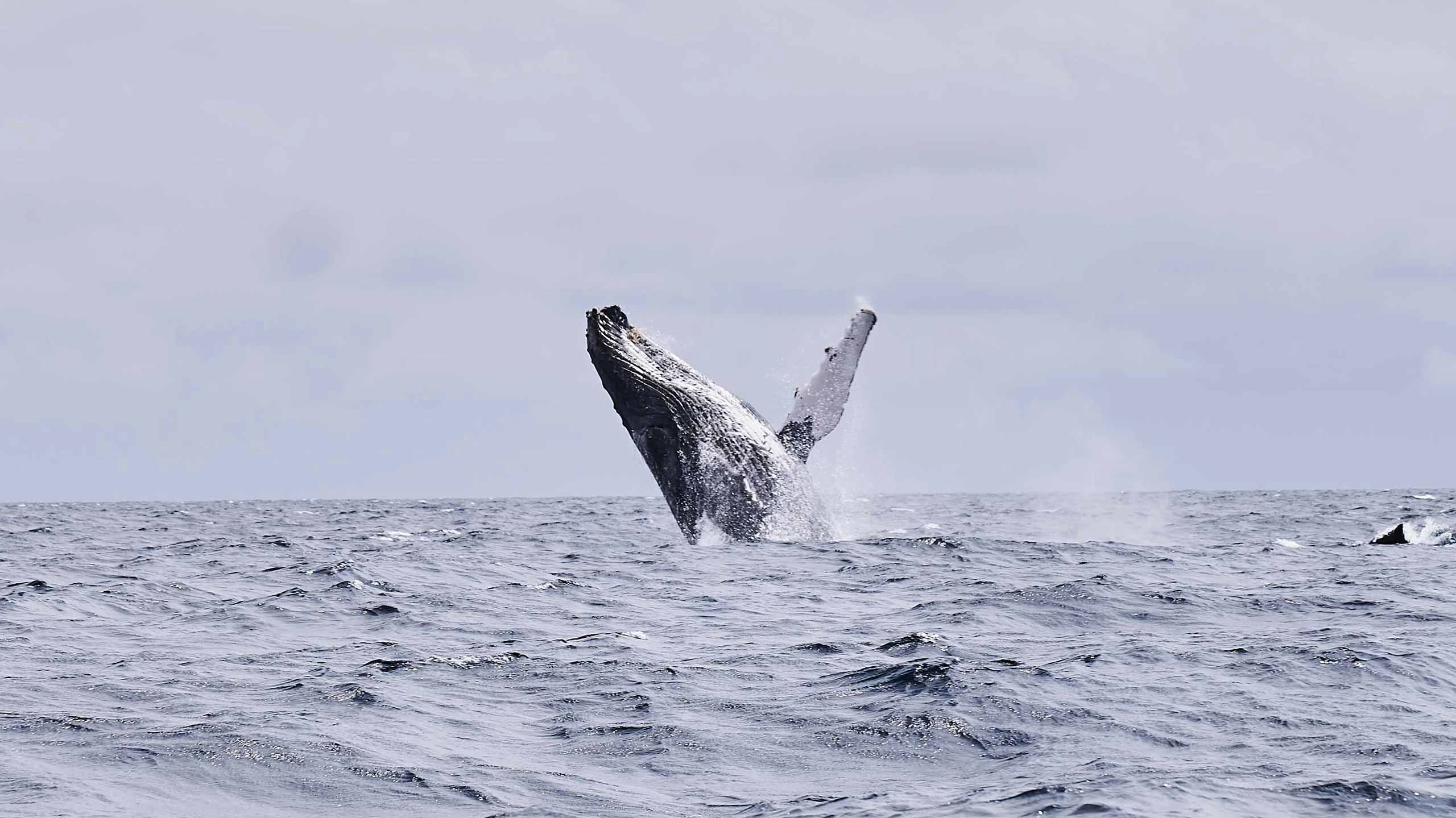 Humpback whales and sea turtles in São Tomé waters