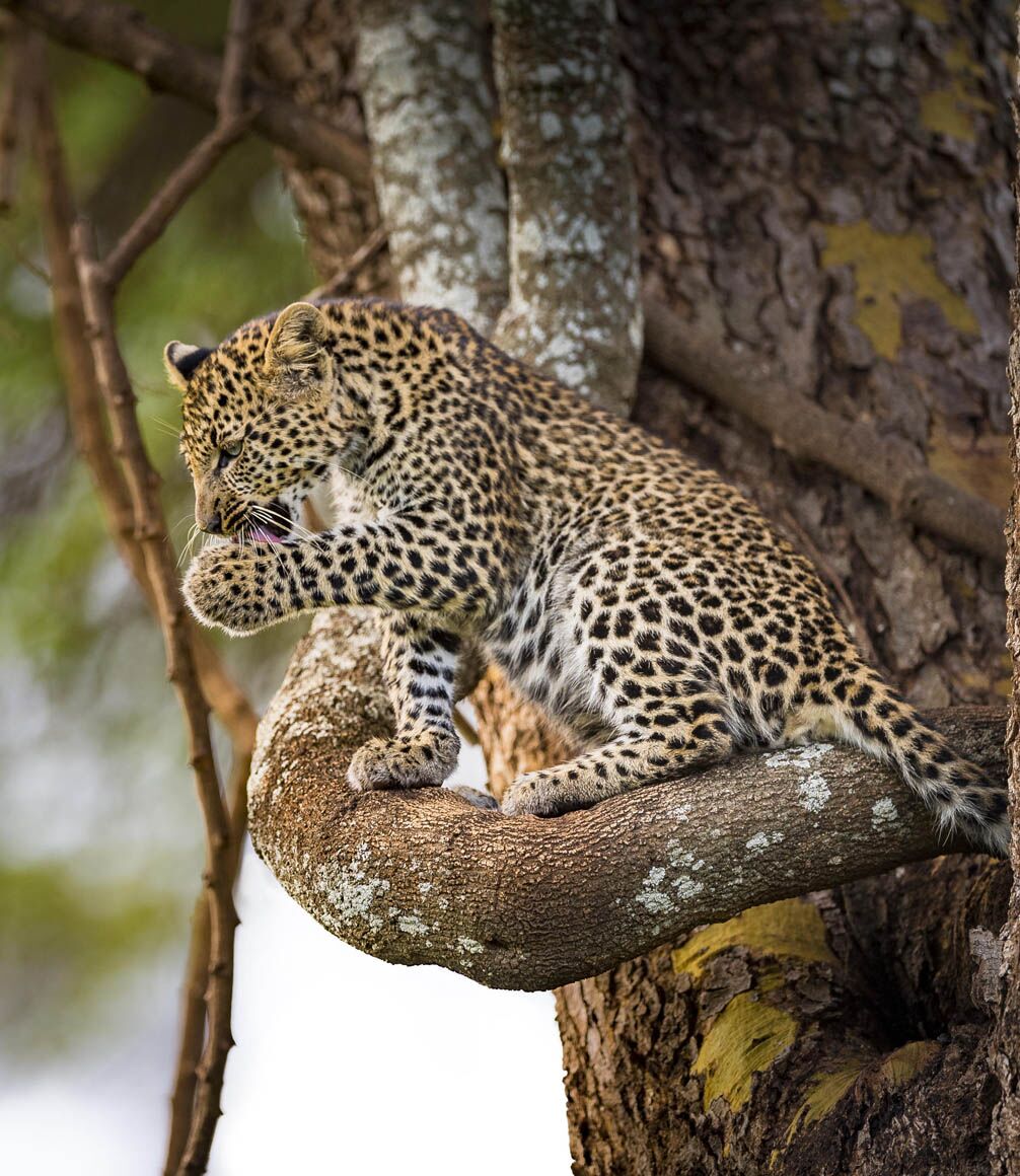leopard in a tree on safari in kenya