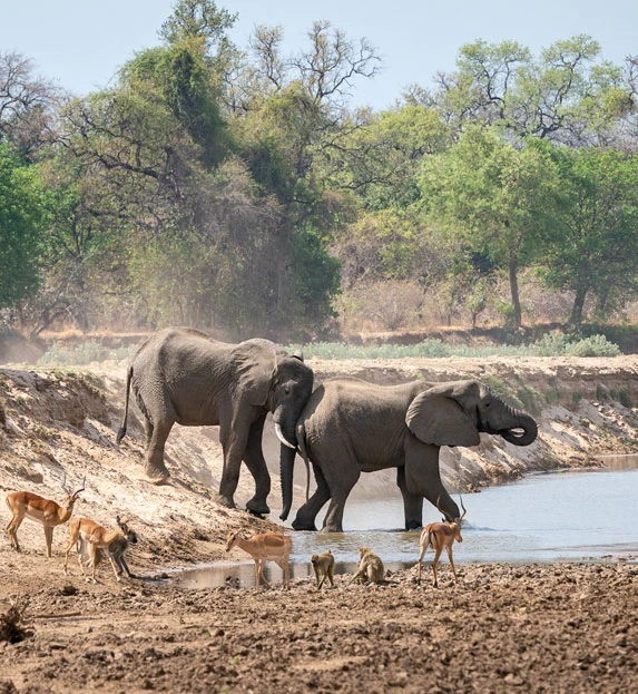 Elephants in river on Zambia walking safari