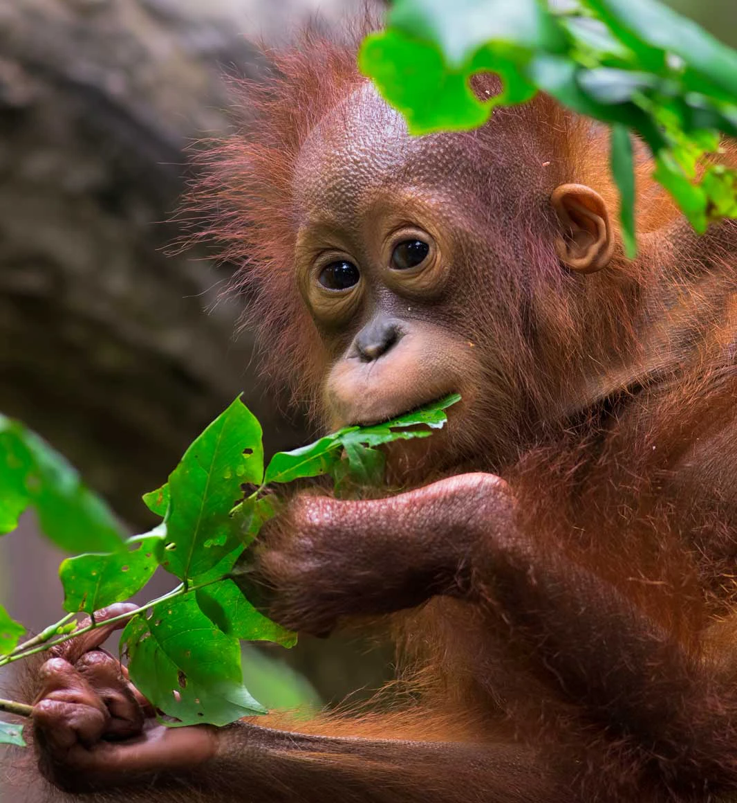Baby orangutan in Borneo