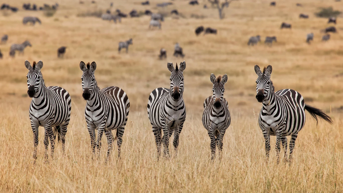 Herd of zebra in the Masai Mara, Kenya