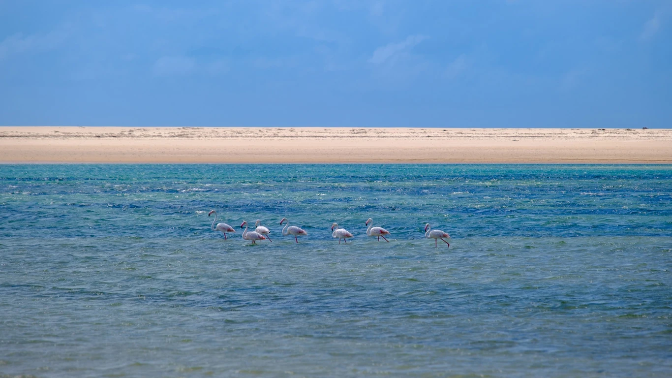 Flamingos in Bazaruto Archipelago in Mozambique