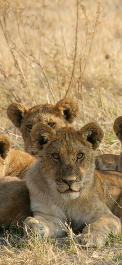 Pride of lions snoozing in Botswana