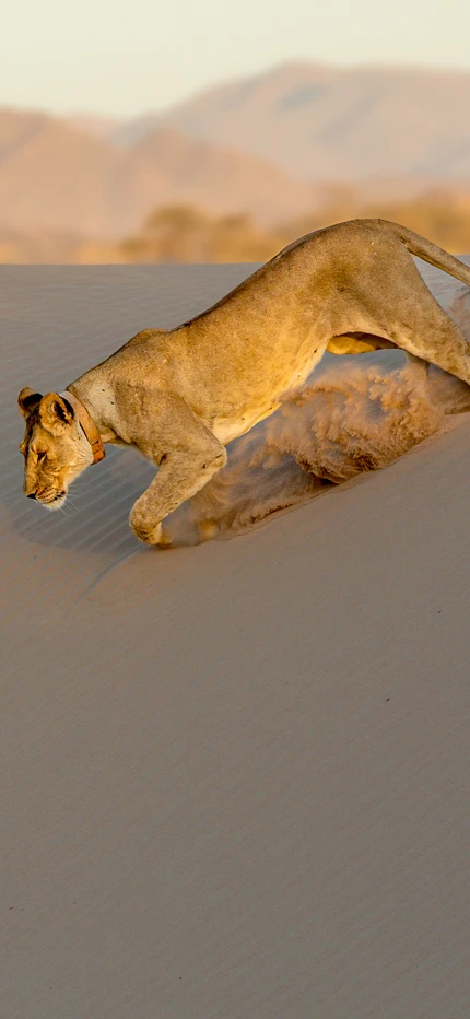 Desert adapted lion in Namibia