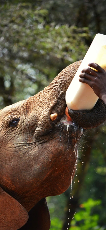 Bottle feeding elephant at Sheldrick Elephant Sanctuary in Kenya