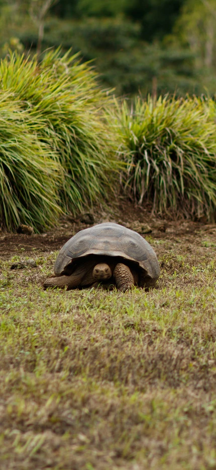 Giant Tortoise on Santa Cruz island in Galapagos