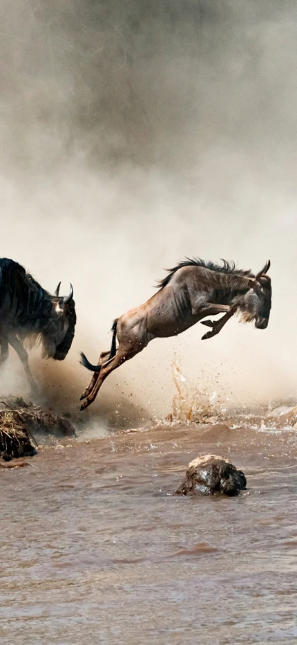 Wildebeest crossing Mara River during Great Migration in Kenya