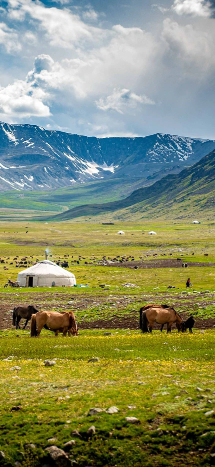 Mongolia landscape with horses