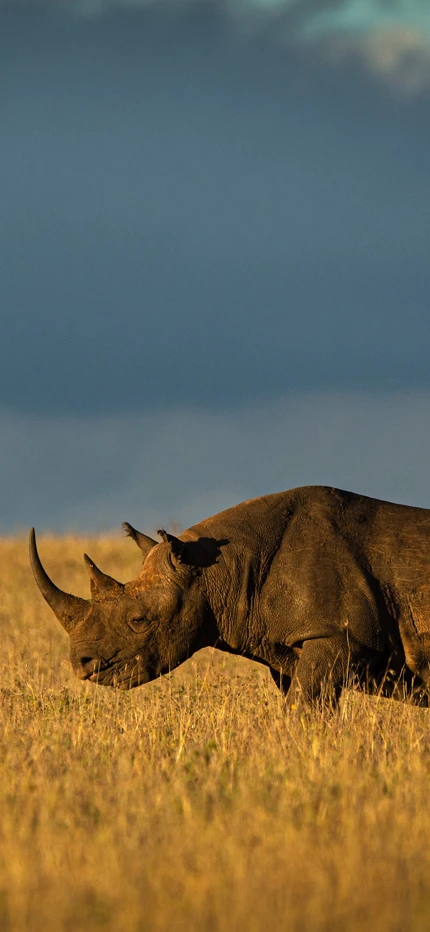Rhino safari in Botswana