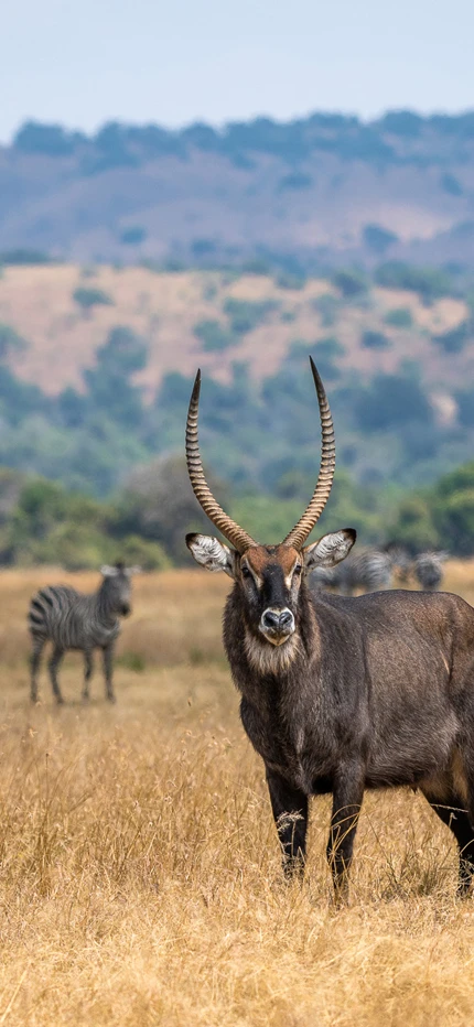 Wildlife in Akagera National Park in Rwanda