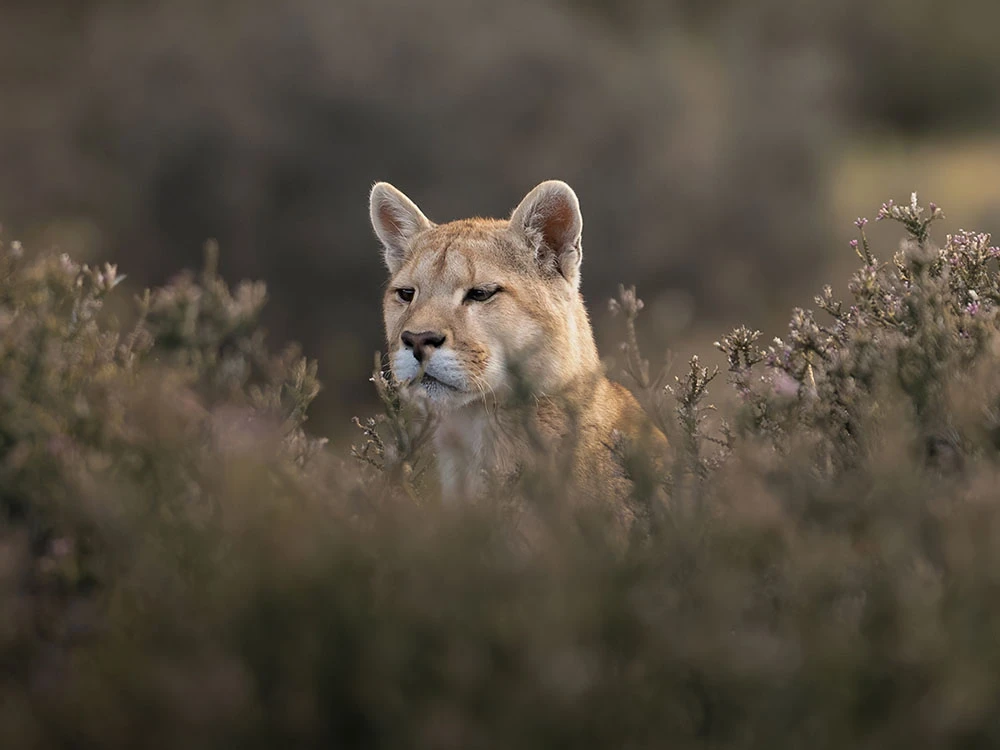 Puma safari in Chilean patagonia