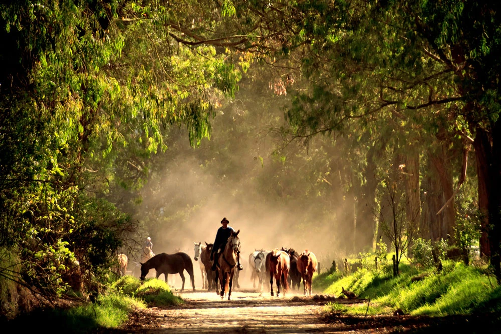 Horseback riding at an Ecuador ranch