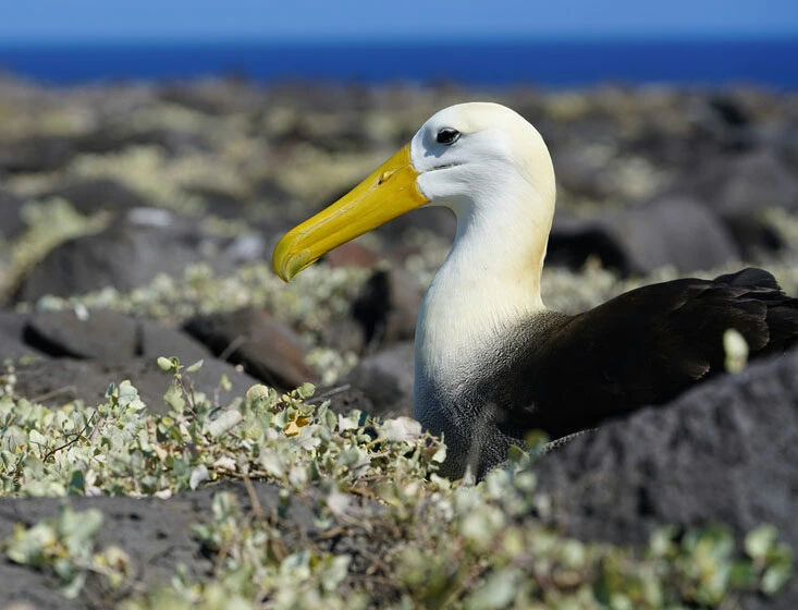 Seabirds on a luxury cruise or land tour of the Galapagos