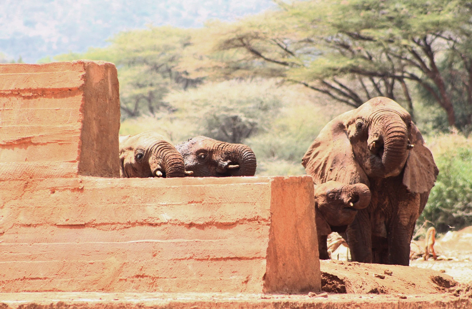 Elephants using a sand dam in Kenya's northern rangelands region