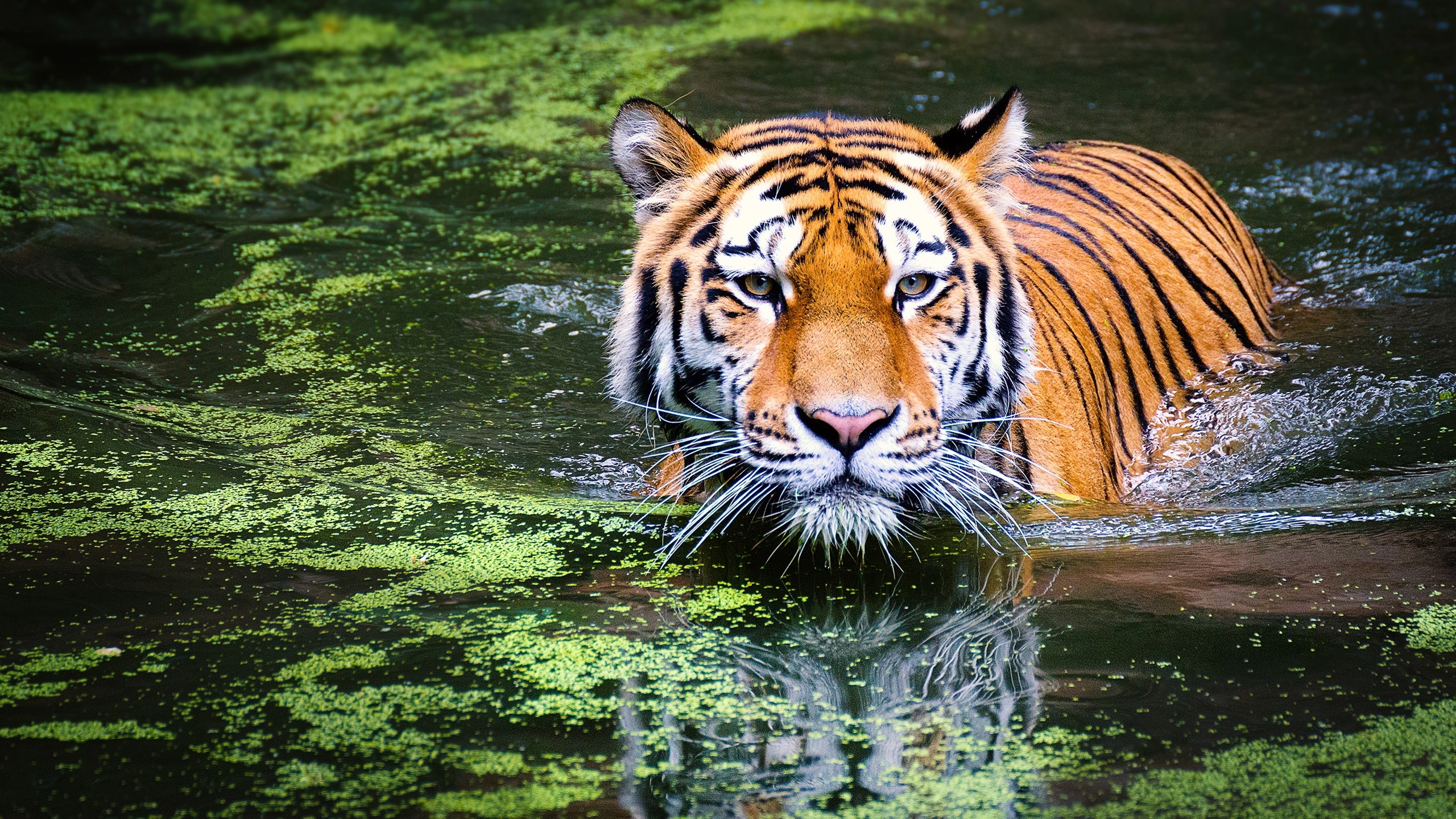 Best India Tiger Safaris – tiger in waterhole istock