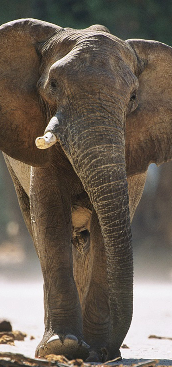 Elephant in Mana Pools by Billy Dodson