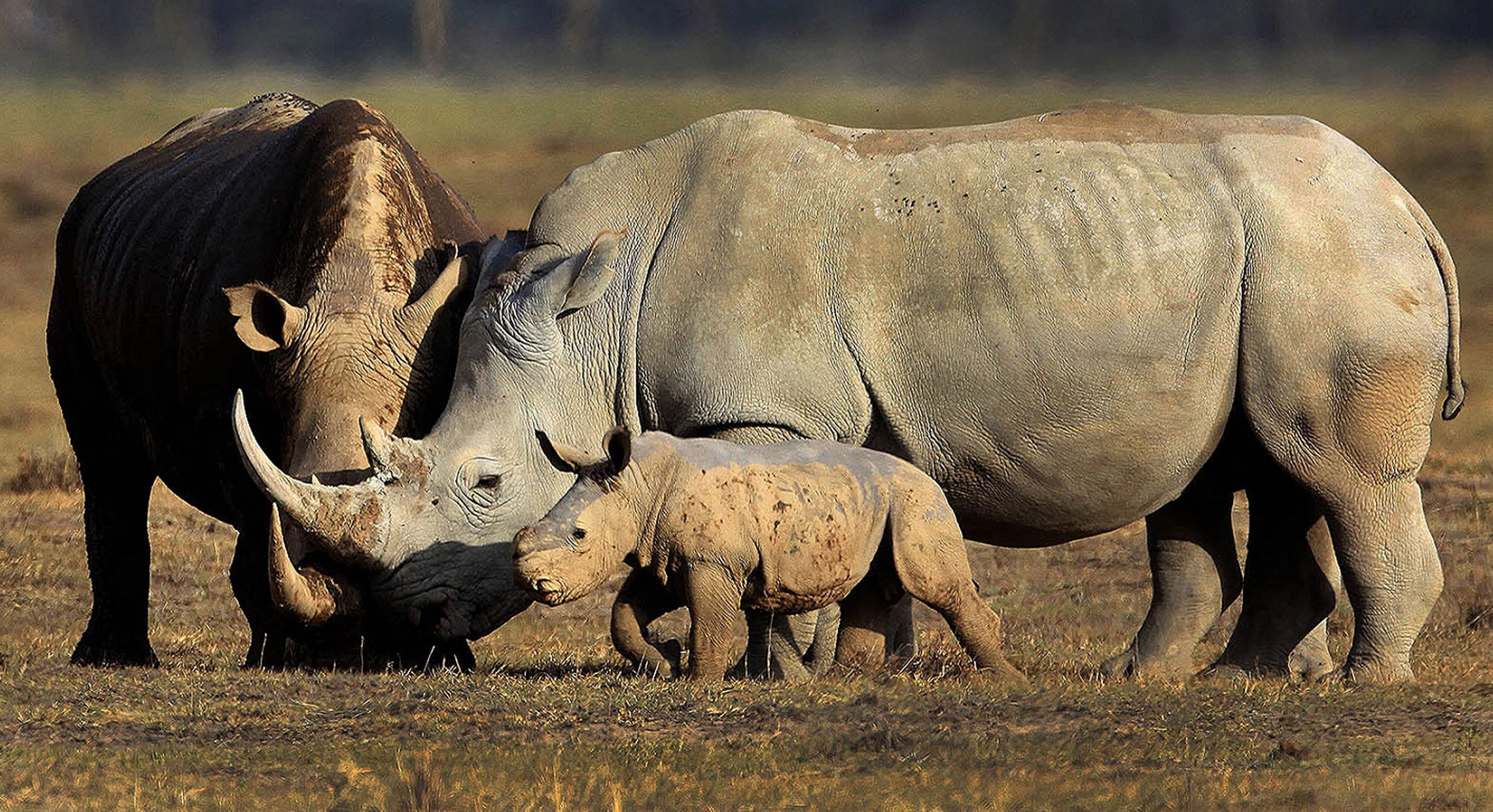 image of rhinos