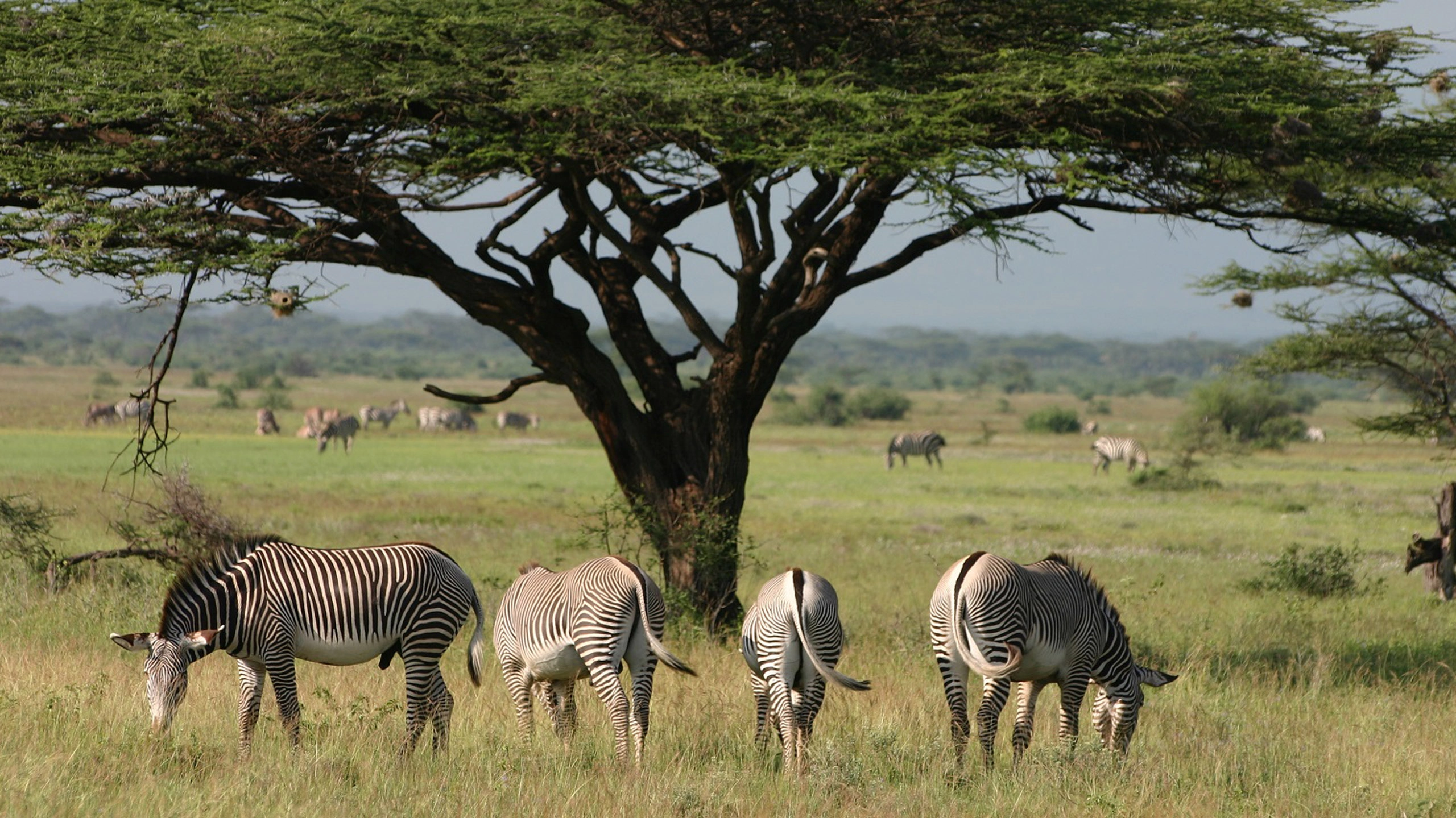 Gr?vy’s, Imperial Zebra (Equus grevyi) and Acacia