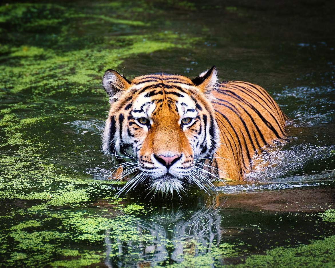 India tiger safari spotting - tiger in watering hole