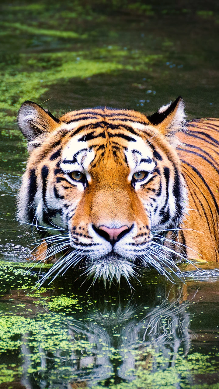 tiger safaris in India