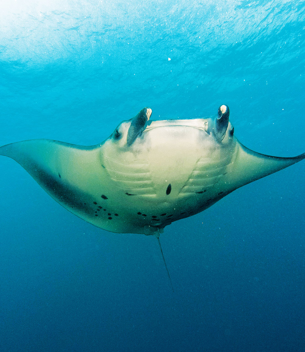 BLUE SAFARI SEYCHELLES - Alphonse Island manta ray
