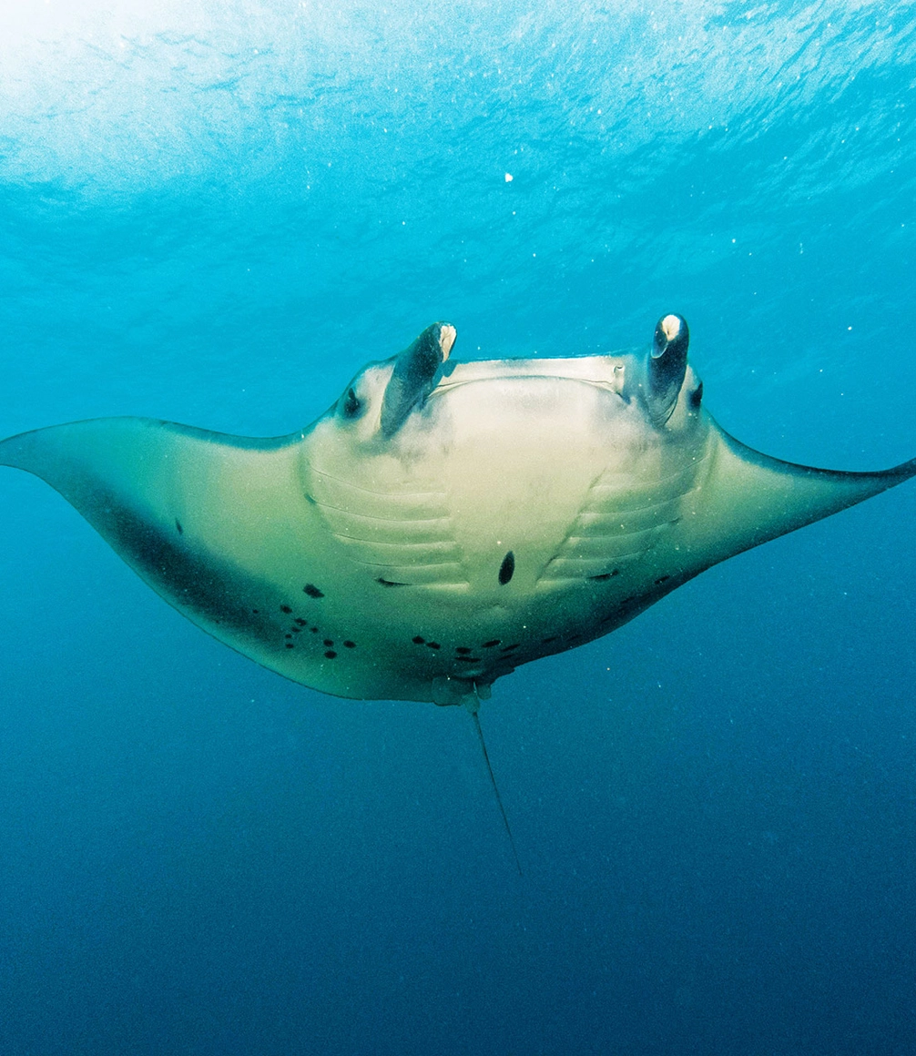 BLUE SAFARI SEYCHELLES - Alphonse Island manta ray