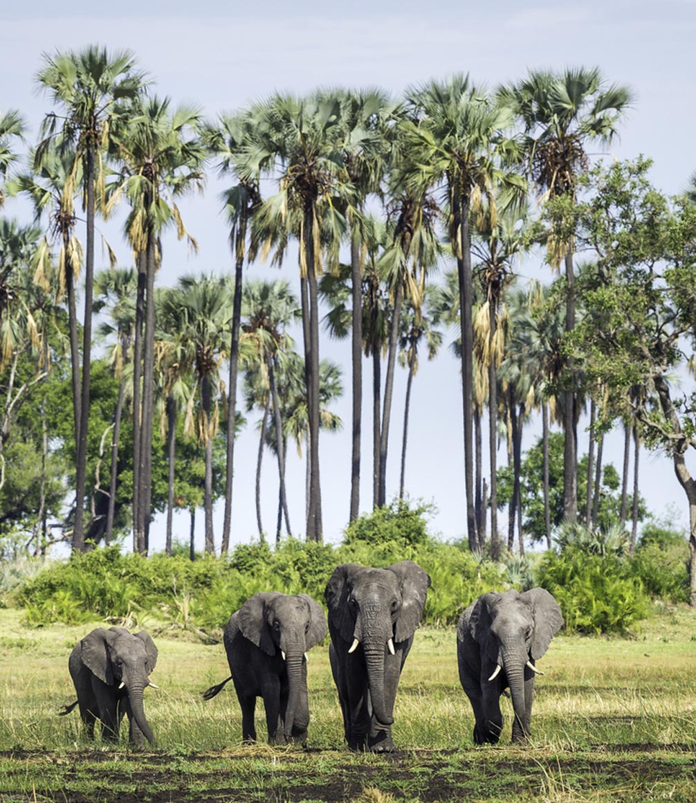 Botswana - Mombo camp elephants in delta