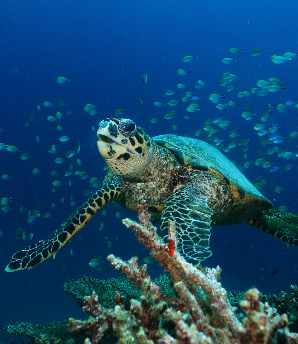 Maldives Mirihi Reef Turtle