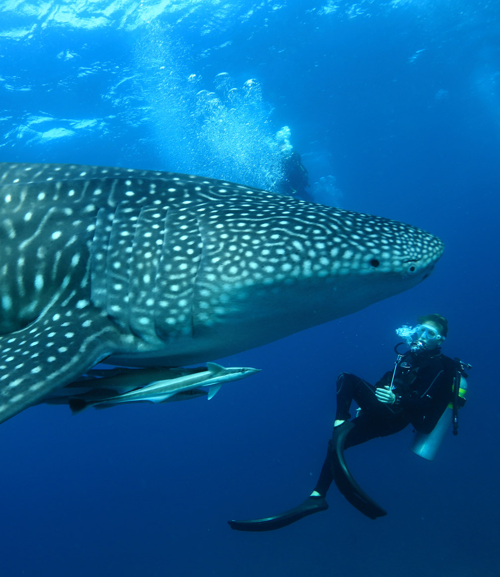 Maldives Mirihi - Whale Shark Diver