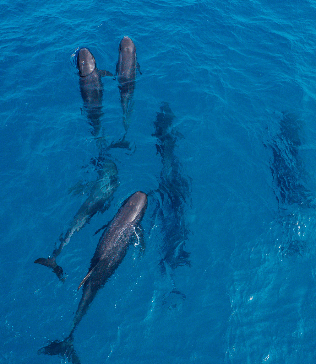 Maldives Soneva Fushi Pilot Whales