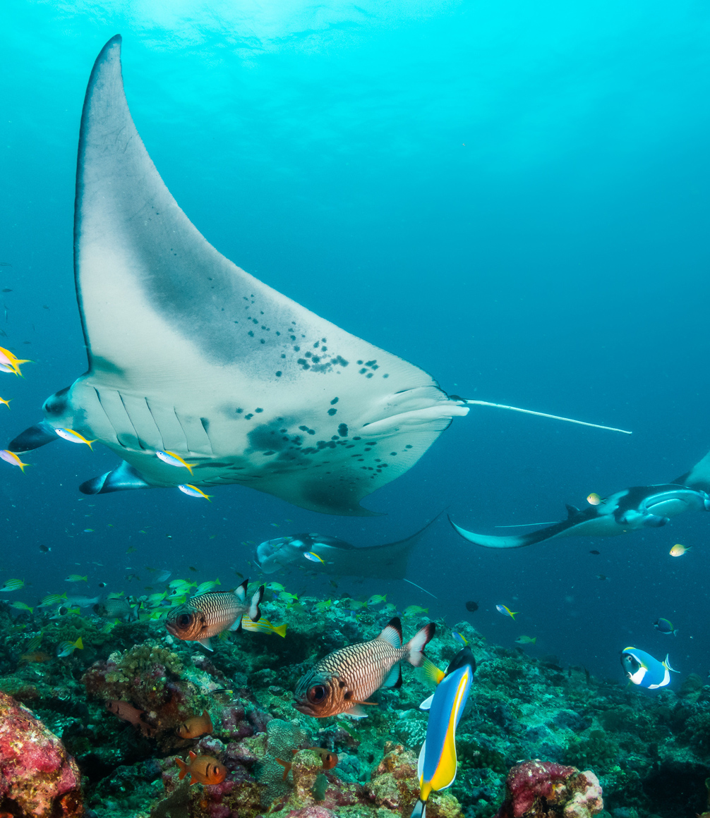Manta ray at reef