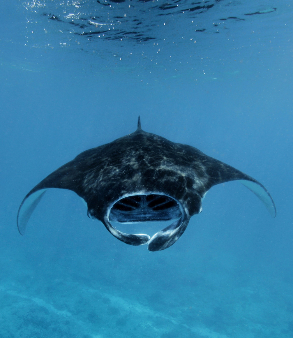 Manta rays in water - juhokarhu_photography