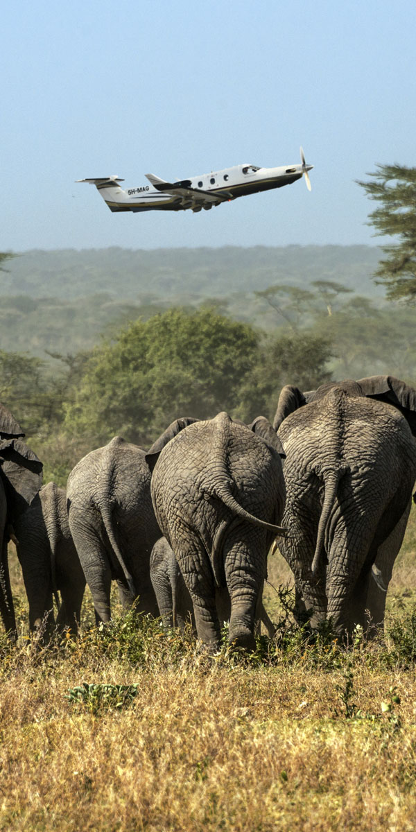 PC-12 over Tanzania elephants on air safari