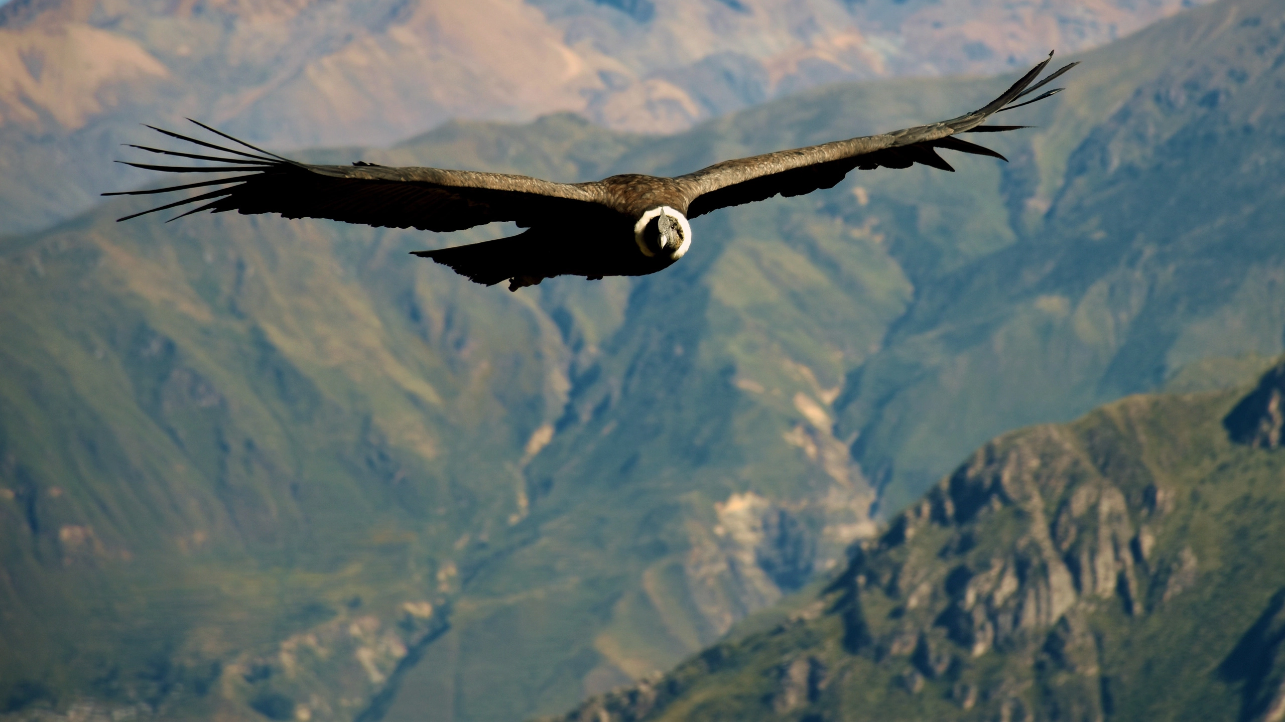 Peru Colca Canon condor flying