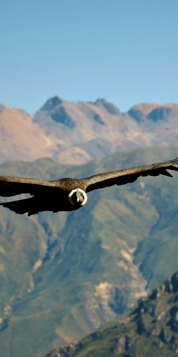 Peru Colca Canyon condor mb