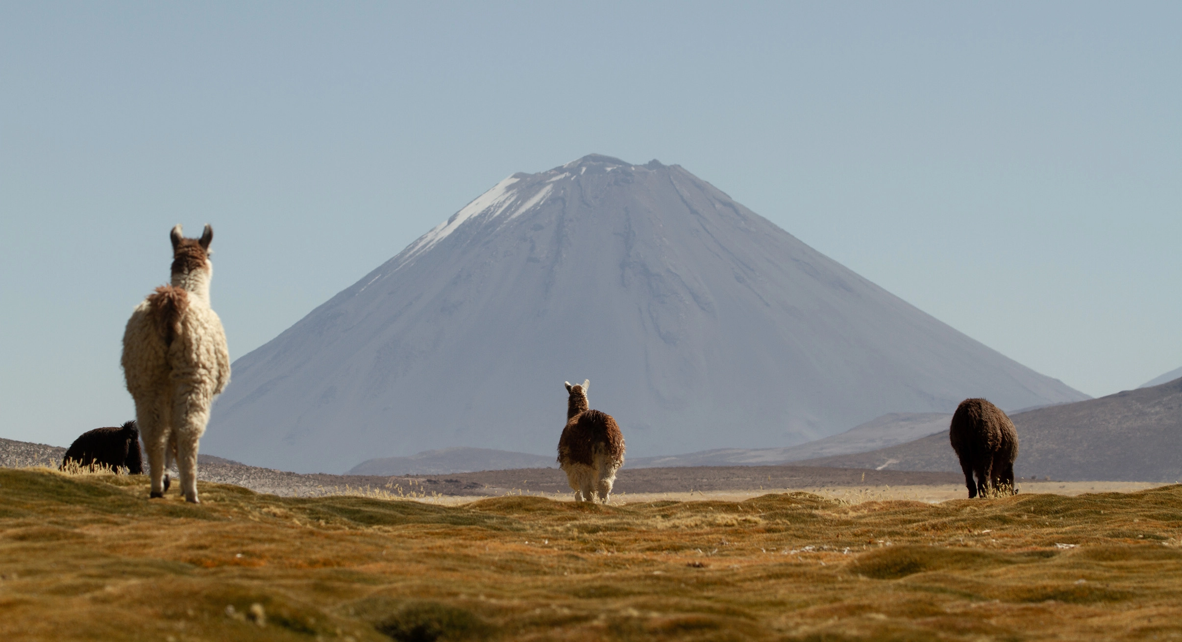 Peru Colca Canyon landscape and llamas