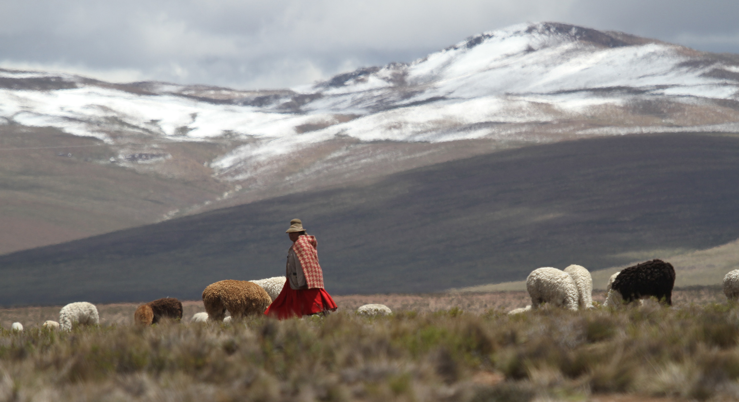 Peru Colca Canyon local herder with llamas