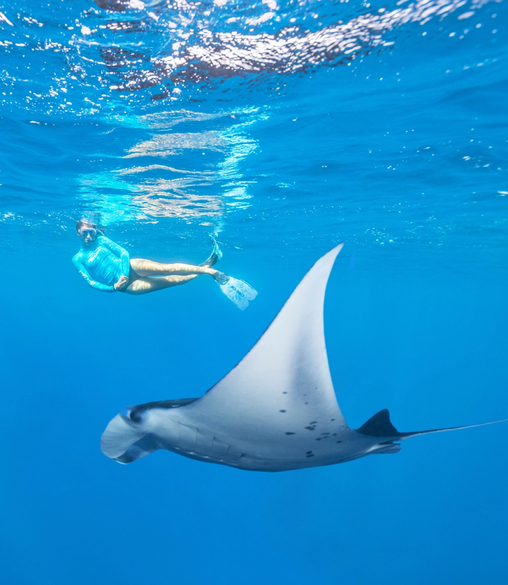 alphonse island manta snorkelling blue safaris