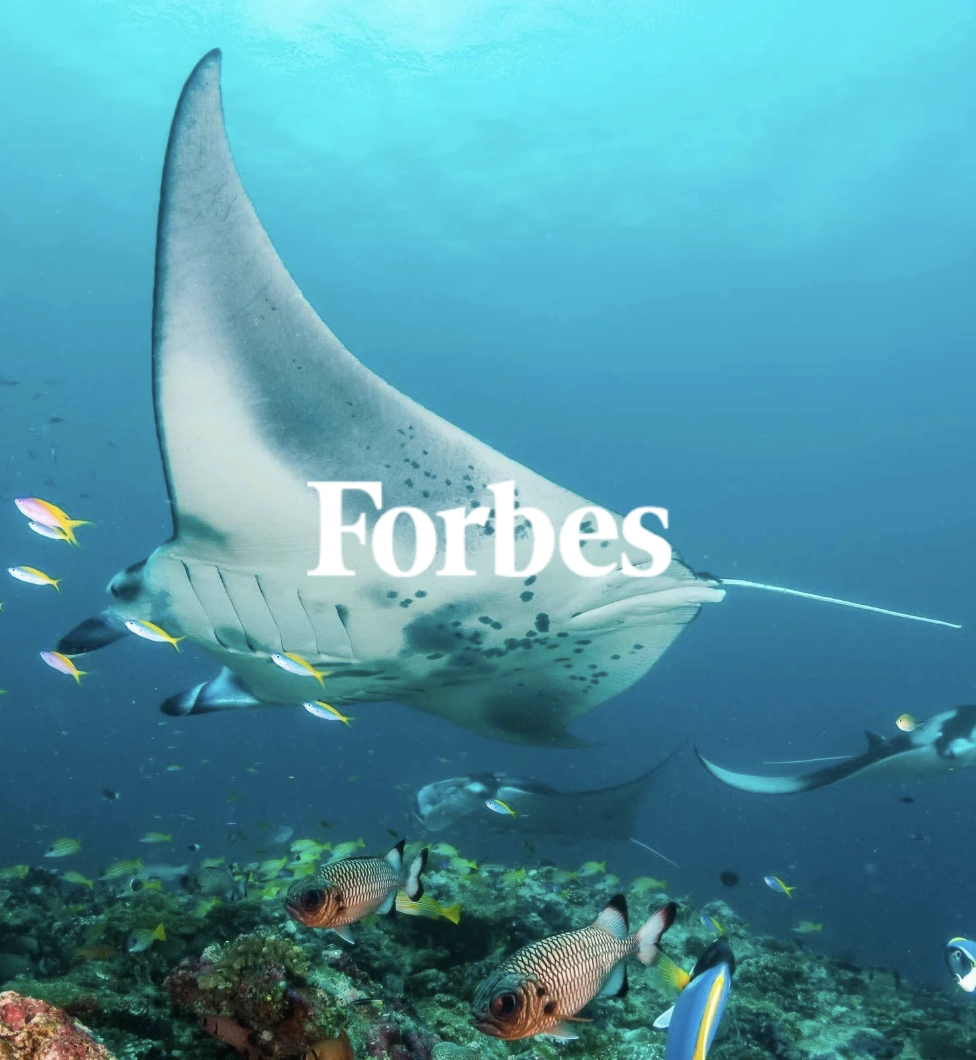 Manta rays in the Seychelles