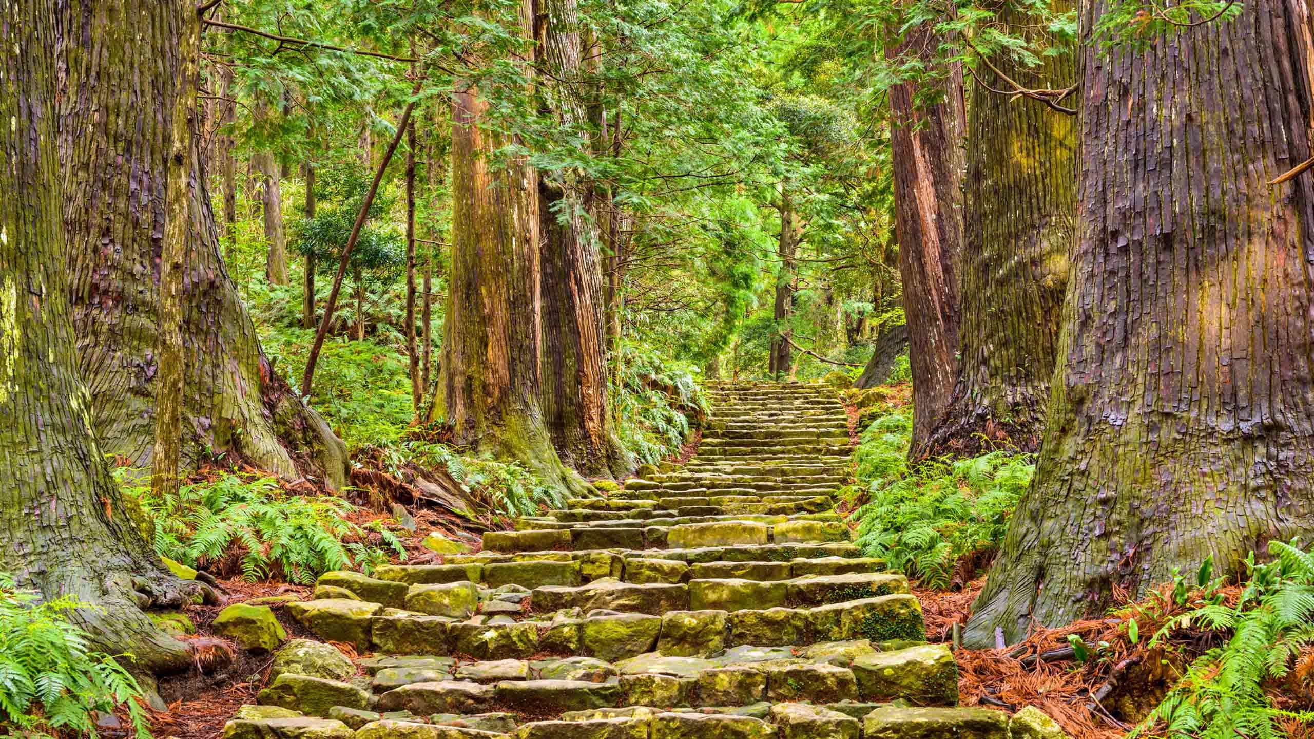 Steps through the forest on the Kumano Kodo trail near Nachi, Wakayama, Japan.