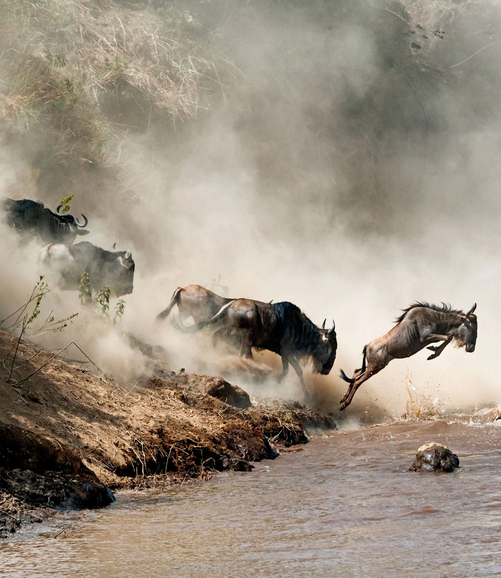 Wildebeest Leaping in Mid-Air Over Mara River