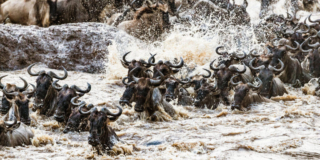 Great wildebeest migration - Masai Mara river crossing