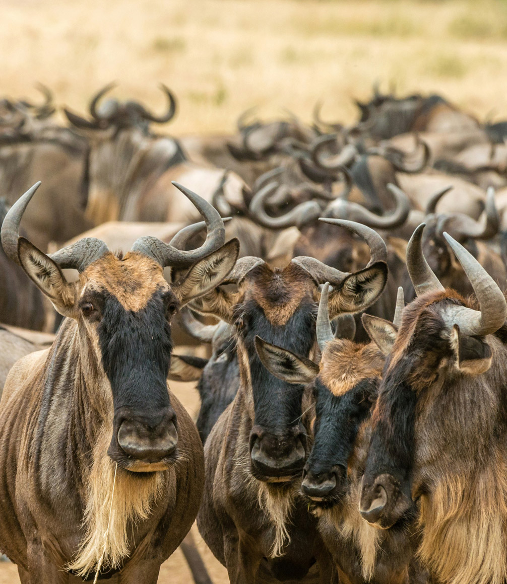 Kenya Masai Mara Wildebeest