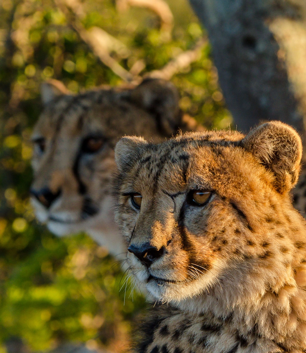 South africa safari Kwandwe - cheetah