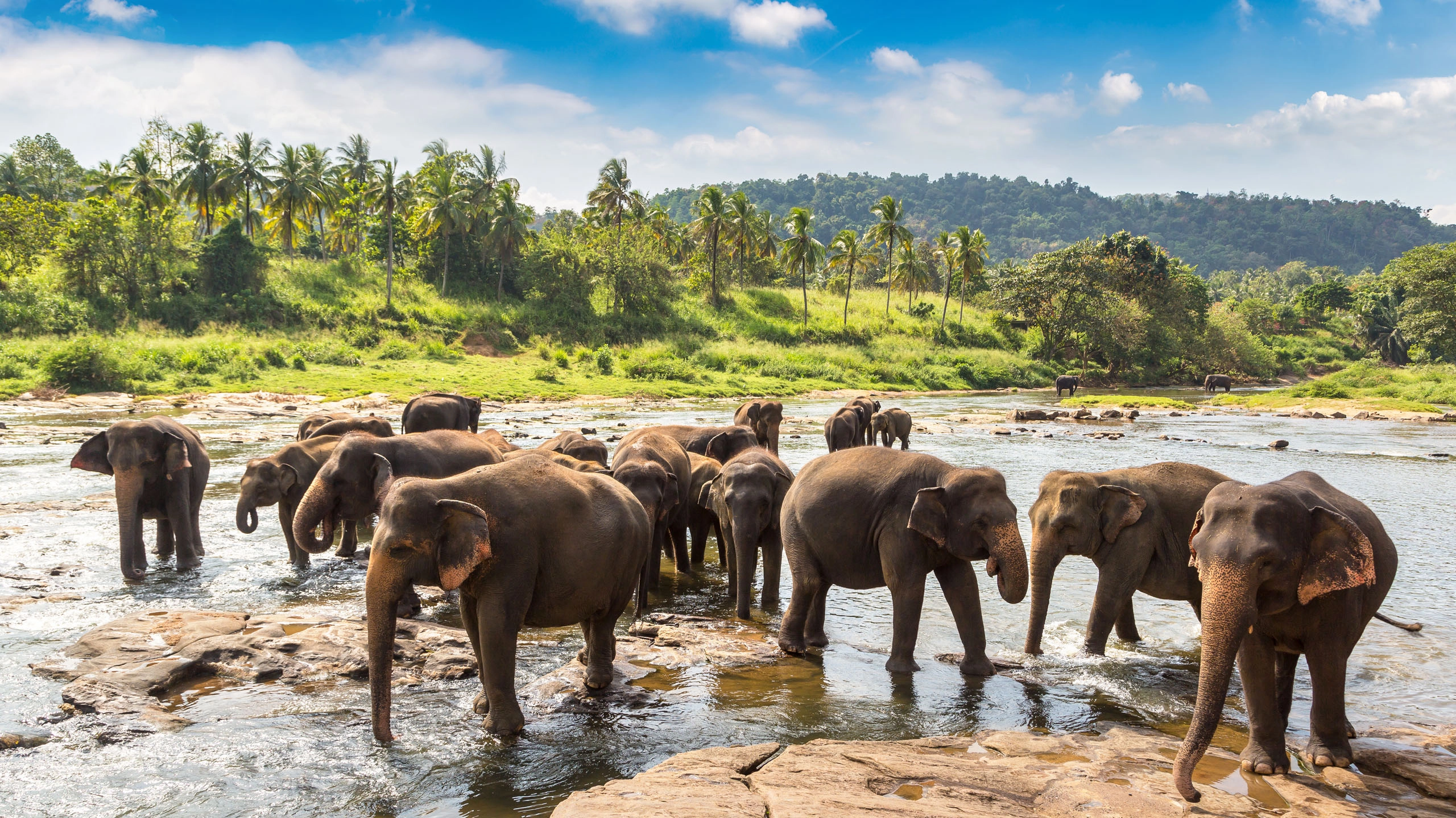 wild elephants in Sri Lanka national park