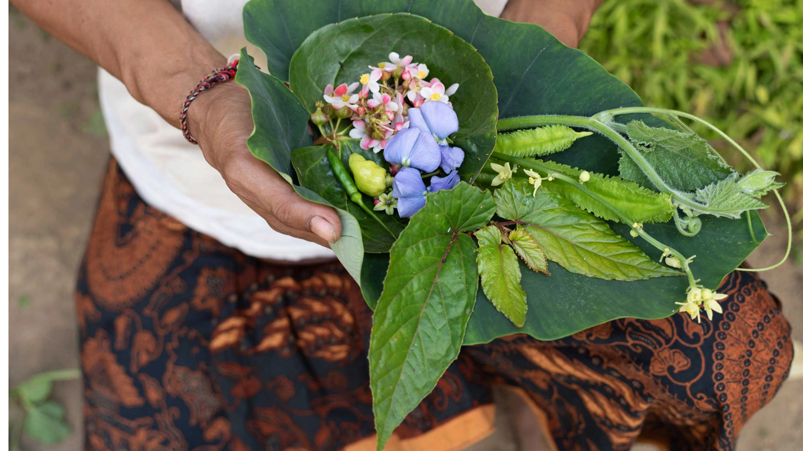 Herbs at Syrco BASE in Bali, Indonesia