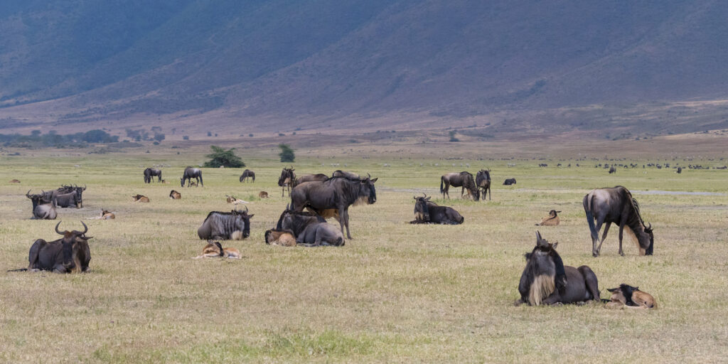 Tanzania migration wildebeest calving season